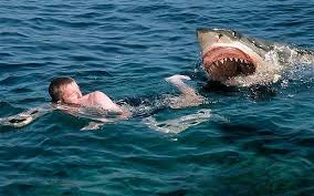 What happens in a shark attack?