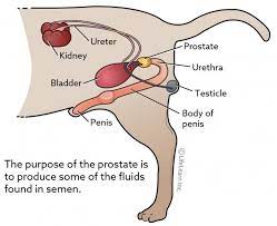 Signs of cancer in dogs. Prostate Tumors Vca Animal Hospital