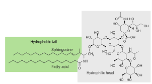 Image result for Fatty Acid