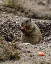 However, the good news is that so, if you are the one who is being pestered by these creatures, get out and get these plants now in your garden. How To Keep Gophers Out Of Your Garden Better Housekeeper