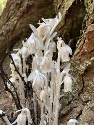 Image result for Erythrococca polyandra