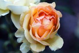 Maybe you would like to learn more about one of these? Rose Classification And Best Varieties For Your Garden Gardener S Path