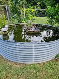 I'm looking for anyone who sells water lettuce, I would like to buy a few  of them. I know they multiply like water hyacinth, but I've seen it in  other ponds on