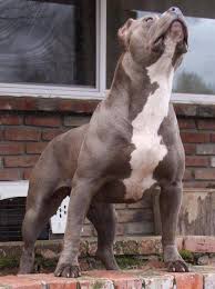 Pin By Tanya Keith On Pit Bulls Gsd Pitbull Terrier American Pitbull Terrier Pitbulls