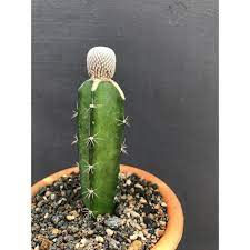Kaktus unik öppningar hål botanik öken prickly. Tanaman Hias Unik Kaktus Epithalanta Micromeris V Bokii Shopee Indonesia