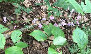 Image result for Hylodesmum