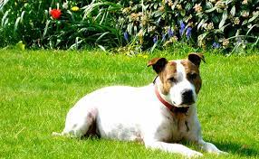 How to stop dog coming into my garden. How To Keep Stray Dogs Off Your Lawn