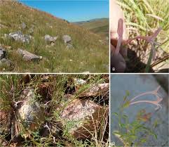 Image result for Syncolostemon bracteosus