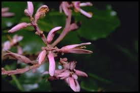 Image result for Rhynchosia micrantha