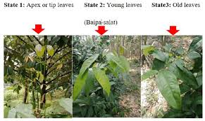 Image result for Gnetum