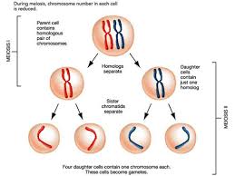 In preparation for cell division, the dna molecule doubles, and forms two sister chromatids. Biology Meiosis Flashcards Quizlet