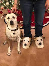 Cuddle clones, a company known for selling stuffed versions of your beloved pets, now sells cuddle clones sells these slippers with a 100% satisfaction guarantee. I Spy Some Cute Pitt Mation Slippers Melissa Diez Custom Stuffed Animal Cuddling Pets