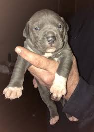 Shipping is provided but buyer is responsible for shipping cost. American Xl Bully Puppies