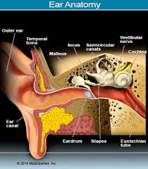 Bppv is the most common inner ear problem and cause of vertigo (a false sense of spinning). Benign Paroxysmal Positional Vertigo Bppv Treatment Tests Symptoms