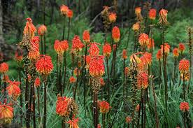 Image result for Kniphofia dubia