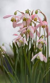 Pink Snowdrops I Have Never Seen These Before Beautiful Flowers Spring Flowers Pretty Flowers