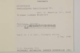 Image result for Adenostemma mauritianum