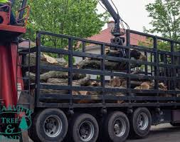 409 wyandanch avenue other new york 11710. Tree Services In Long Island Ny Nassau County Tree Services
