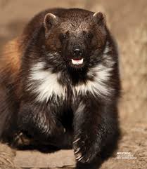 Rare Animals Rarely Seen Sandpoint Magazine Wolverine Animal Rare Animals Animals