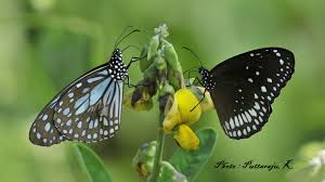 Image result for Secamone retusa