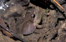 The natural habitats of p. Mountain Chorus Frog Virginia Dwr