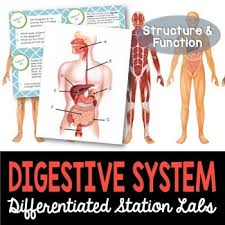 Explore learning student exploration ph analysis answers. Digestive System Student Led Station Lab Distance Learning By Kesler Science