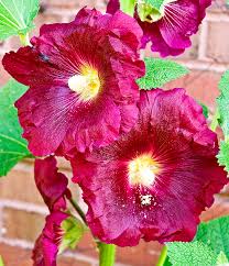 Maybe you would like to learn more about one of these? Free Photo Deep Purple Flower Plant Purple Free Download Jooinn