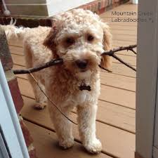 Welcome to doodles of nc! Australian Labradoodles In Charlotte Nc