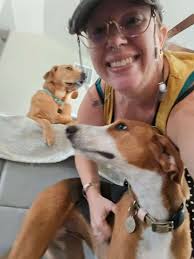 Our handsome Marble has been waiting for well over a year. Won't you  consider taking this sweet boy home? 🏡 PS, you can change his name. 😉  www.ildoberescue.com/adopt/dobermans/marble/