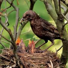 7 Tipps Fur Den Perfekten Vogelgarten Susseste Haustiere Vogel Im Garten Mein Schoner Garten Spezial