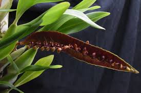 Image result for Bulbophyllum intertextum
