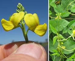 Image result for Vigna luteola