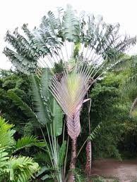 Travelers Palm Vs Bird Of Paradise Beautiful Fan Palm Jamaican Jungle Travelmobs Tropical Garden Design Fan Palm Paradise Flowers