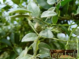 Image result for Cocculus hirsutus