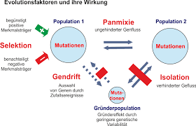 Перевод контекст genfluss c немецкий на русский от reverso context: Unterrichtsmaterial Biologie Die Evolutionstheorie