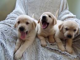 Get a boxer, husky, german purebred golden retreiver pups for sale. Golden Retriever Puppies For Adoption Ajman Dubai Classifieds