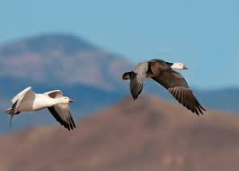 New Mexico Birds The White Choir Light Geese Snow Goose Animals Goose