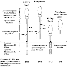 It was announced on october 29, 2006, and was first shown at an event in los angeles ahead of the 2008 greater la auto show, before being officially unveiled at the show itself. Phosphacan Short Isoform A Novel Non Proteoglycan Variant Of Phosphacan Receptor Protein Tyrosine Phosphatase B Interacts With Neuronal Receptors And Promotes Neurite Outgrowth Journal Of Biological Chemistry