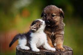 We are devoted to our puppies and kittens and we treat each and every one as if they were going to be ours for life. Socializing Your Pet The Basics For Puppies And Kittens Bayside Animal Hospital