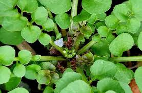 Image result for Cardamine obliqua