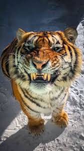 Wallpaper Iphone Android Background Followme Takip Takipet Arkaplan Duvarkagidi Wild Animal Hayvan Fotografciligi Hayvanlar Komik Hayvan