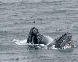 Image of Whale Watching in Point Reyes National Seashore