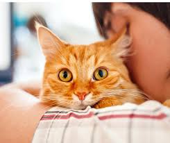 Real cost savings from healthy paws clients. The Ins And Outs Of Pet Health Insurance Muller Veterinary Hospital