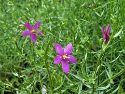 Image result for Chironia flexuosa