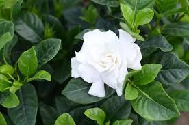 Unlike annual or biennial flowers, perennial flowers won't just bloom for a year or two. Gardenia Care Tips For Winter The Practical Planter