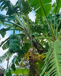 You might already know these bloating tips, but I'm here to reiterate them.  Eat slow, chew, and eat early (potentially alone lol).