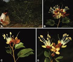 Image result for Hymenaea