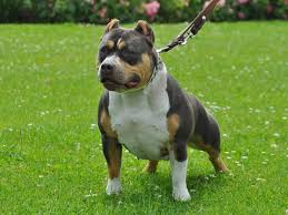 Color is not just what we do but it's one of the things that set us. Tri Color American Bullies Facts You Need To Know About This Bully Breed American Bully Daily