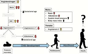 However, one such action is the stimulation of aldosterone synthesis and release by the adrenal cortex. Preterm Birth And Renin Angiotensin Aldosterone System Evidences Of Activation And Impact On Chronic Cardiovascular Disease Risks Bentham Science