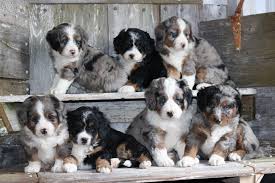 Akc registered & health tested adults. Hc Bernedoodles Home Facebook